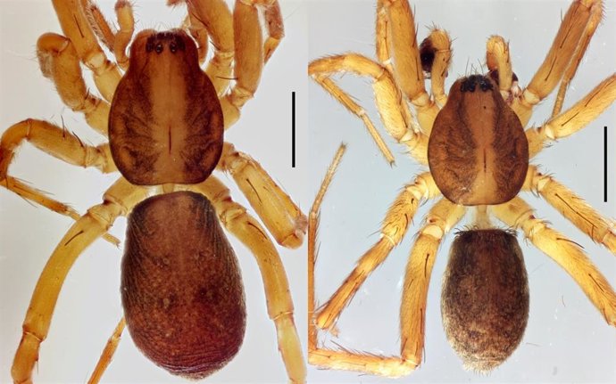 Agroeca Istia Es Una Nueva Especie De Araña Descrita Para La Ciencia, Encontrada En Navarra