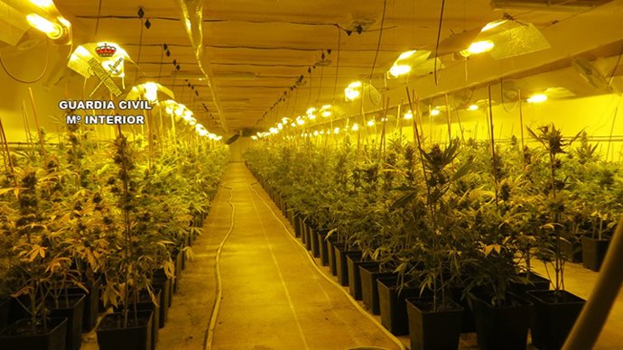 Plantación de marihuana hallada por la Guardia Civil en Casasimarro