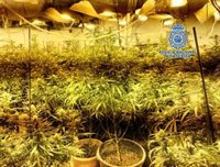 Intervenidas más de 1.000 plantas de marihuana al desmantelar cultivos en una zona chabolista de Vélez-Málaga
