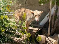 Tres investigados por maltrato animal a nueve perros hallados llenos de garrapatas en un cortijo de Granada