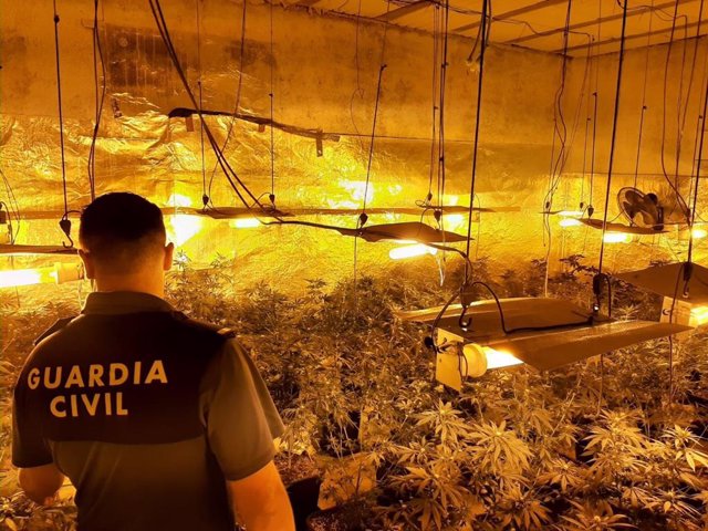 Archivo - Agente de la Guardia Civil junto a una plantación de marihuana, en imagen de archivo