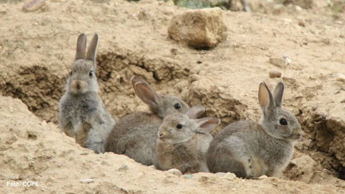 PACMA señala La caza de conejos desde vehículos con focos y la captura en mano y al salto sin perros es una infracción muy grave