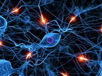 Revelan la plasticidad neuronal en la ansiedad inducida por el dolor crónico