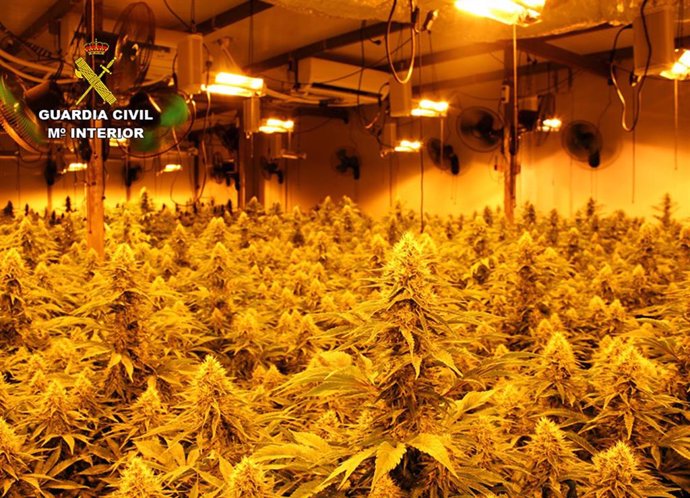 La Guardia Civil Desmantela En La Unión Un Activo Punto De Producción Y Distribución De Cannabis