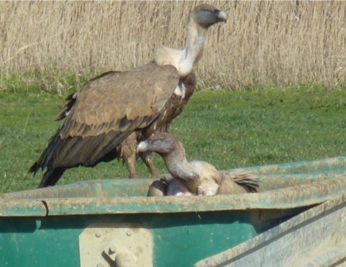 Las actuales normativas sanitarias "pueden ser insuficientes para la conservación de las aves carroñeras", advierte CSIC.