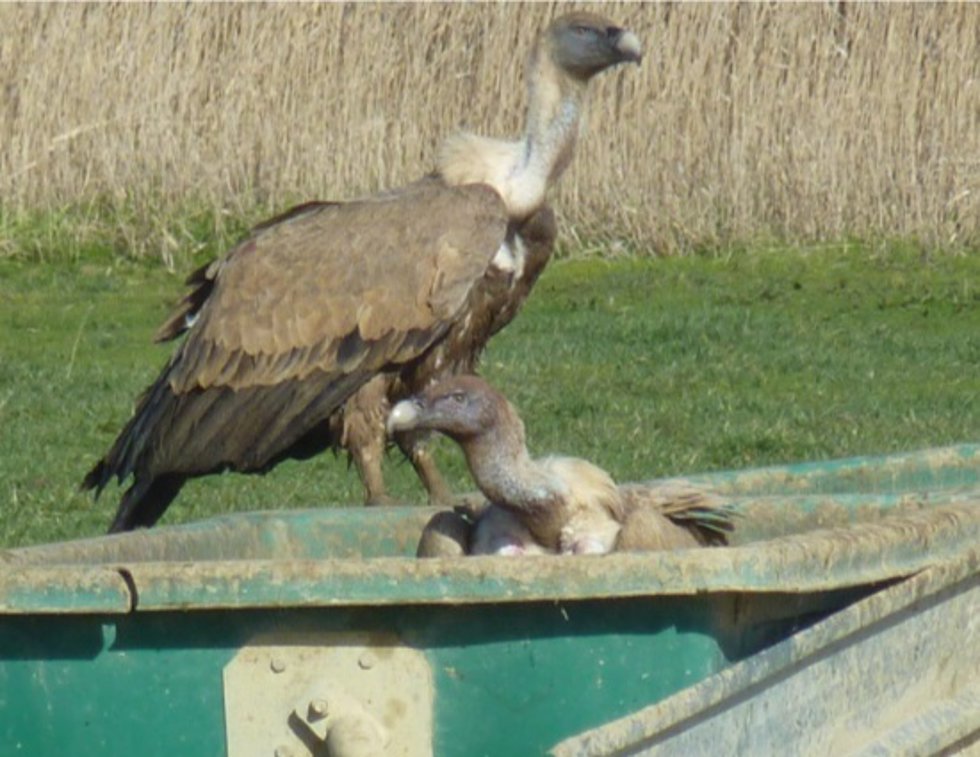 Las actuales normativas sanitarias "pueden ser insuficientes para la conservación de las aves carroñeras", advierte CSIC.