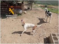 Tres investigados y un detenido en dos operaciones contra el maltrato animal en Pizarra y Alhaurín el Grande