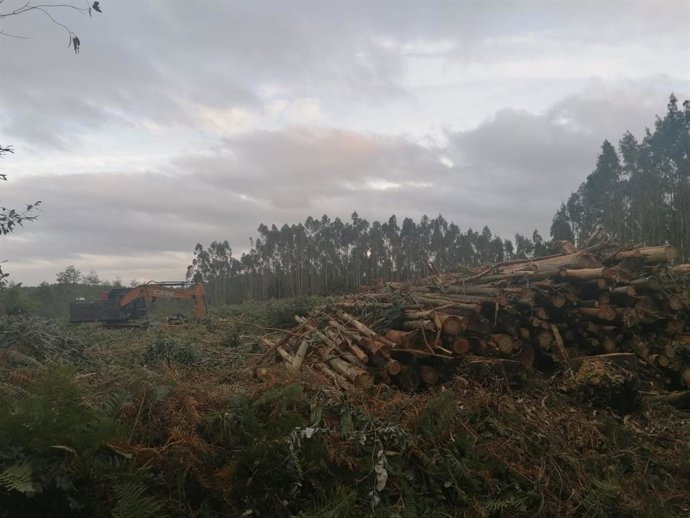 Archivo - Sector forestal.