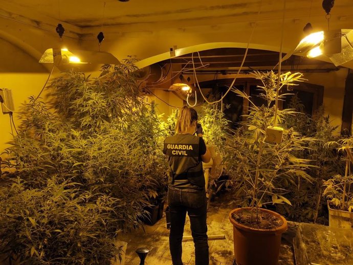 Plantación de marihuana en una vivienda de Alcúdia.