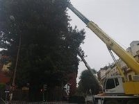 La parroquia de San Jacinto, en Sevilla, tiene licencia para talar el ficus por el "riesgo" y los "problemas" al templo