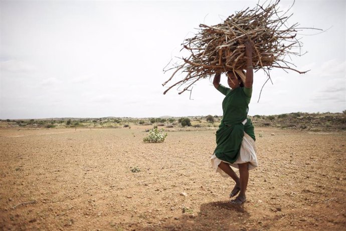 Archivo - Una mujer recoge troncos en India.