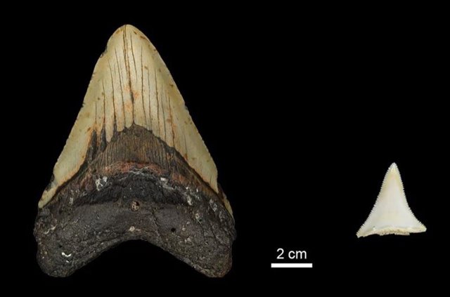 Comparación del tamaño de los dientes entre el extinto diente Otodus megalodon del Plioceno temprano y un gran tiburón blanco moderno.