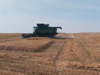 Comienza la recolección de cereales en la provincia de Córdoba con una disminución en la producción por la climatología