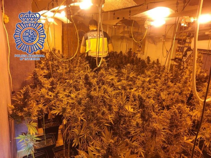 Cultivo intervenido a detenido