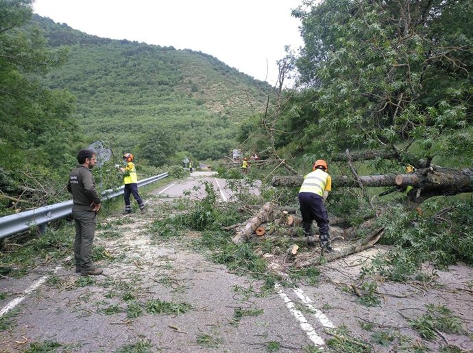 Arboles talados en el Alto Najerilla fruto de actos vandálicos