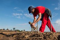 CCOO y UGT piden una mediación ante el bloqueo del convenio del campo en Extremadura y anuncian huelga si no se negocia