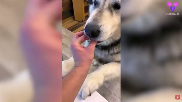 Broma al perro | Le da de comer "comida invisible"