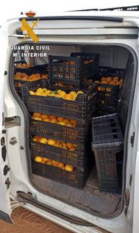 Investigadas cuatro personas por sustraer 2.000 kilos de melocotones en una explotación de Talavera la Real