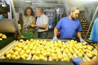 Siete de cada diez patatas que España exporta al Reino Unido son de Sa Pobla, según el Consell de Mallorca