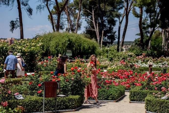 Varias personas visitan la floración de rosas en la Rosaleda del Parque del Oeste, a 29 de mayo de 2022, en Madrid (España). Las rosas banksiae del Parque del Oeste inauguran la primavera en estos jardines. Este espectáculo de la naturaleza solo dura 