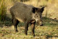 El BOJA publica resolución que permite a cazadores ayudar a evitar sobrepoblación de  cerdos asilvestrados y jabalíes