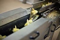 Una veintena de ONG pide a la UE que prohíba el sacrificio masivo de pollitos macho en todo el territorio europeo