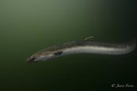La anguila europea sigue sin reducir su mortalidad según WWF y ANSE, que piden medidas urgentes para evitar su extinción