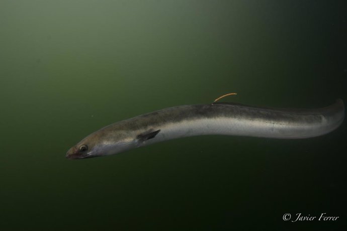 WWF y ANSE reclaman a la UE medidas urgentes para evitar la extinción de la anguila europea.