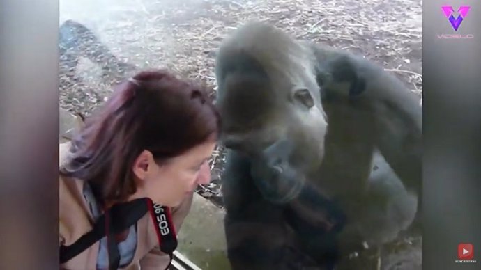 Una mujer y un gorila con un vínculo inquebrantable se han reunido tras conocerse hace 17 años