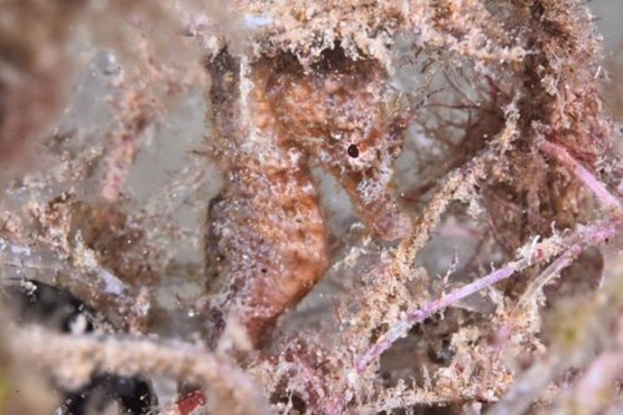Caballito de mar fotografiado en el Atlas de Biodiversidad de Barcelona