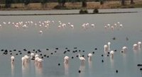 SEO/BirdLife pide a la Junta "asegurar que la romería de El Rocío sea compatible con la conservación de Doñana"
