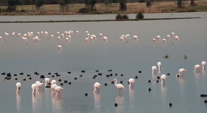 Archivo - Parque Nacional de Doñana.