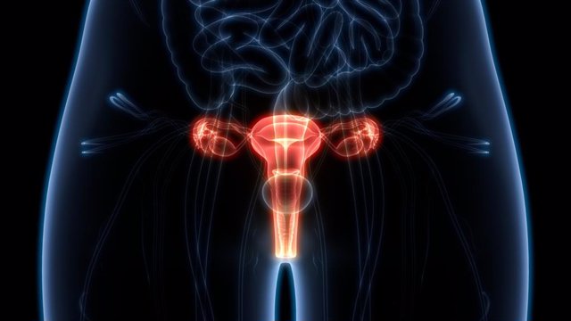 Archivo - Ovarios. Sistema reproductor femenino.