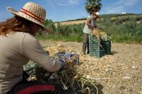 UGT Córdoba recuerda que este miércoles entra en vigor la jornada intensiva reducida en el campo