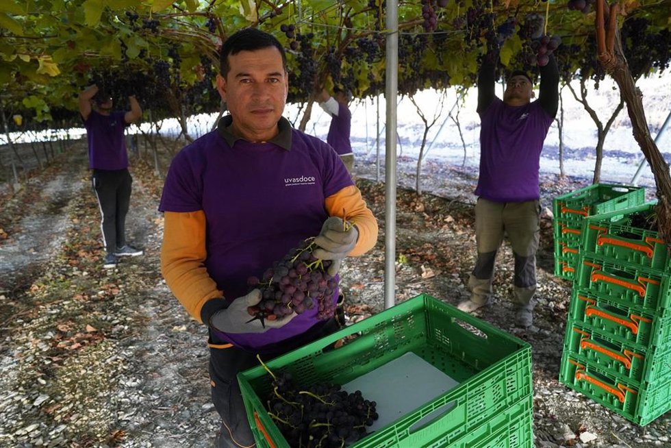 Archivo - Uno de los proveedores de Mercadona, Uvas Doce S.L.