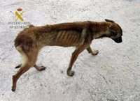 Investigan a un ganadero de Moratalla (Murcia) por tener animales muertos y desnutridos en su finca