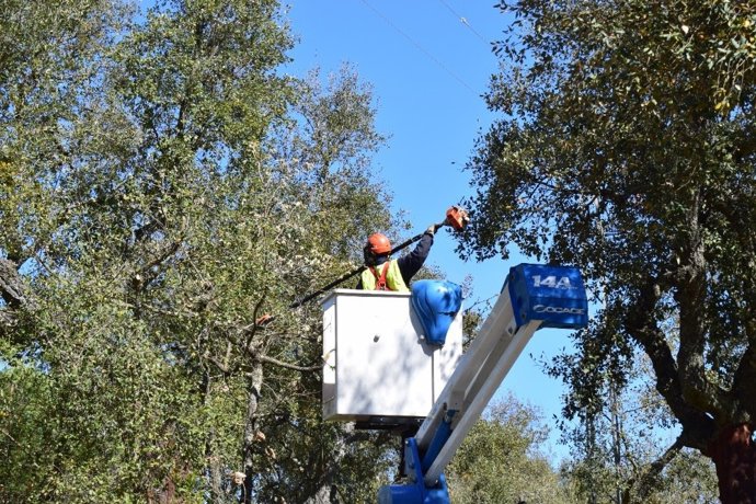 Un operario de Endesa en labores de mantenimiento para prevención de incendios forestales