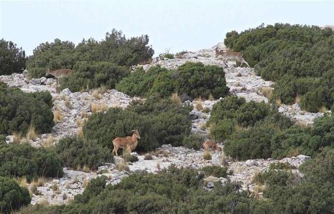 Archivo - Ejemplar de arruí