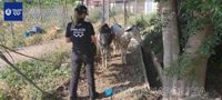La Policía Local de Murcia rescata dos burros que deambulaban por La Ñora