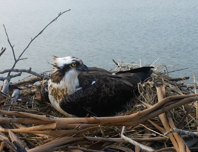 Archivo - El águila pescadora comienza el período de incubación en la Bahía de Santander tras más de 70 años