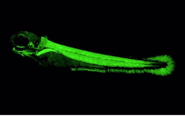 En Esta Imagen, Una Proteína Verde Fluorescente Se Enciende Solo En El Músculo Del Tronco En Un Embrión De Pez Cebra En Desarrollo.