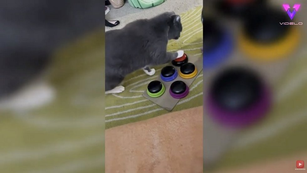 Este inteligente gato es capaz de hablar utilizando pulsadores de sonido
