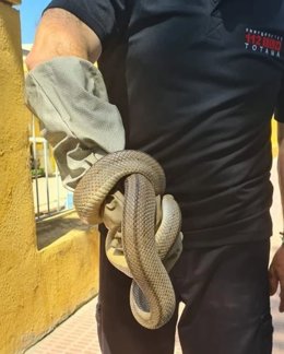 Imagen de la culebra capturada por Protección Civil de Totana