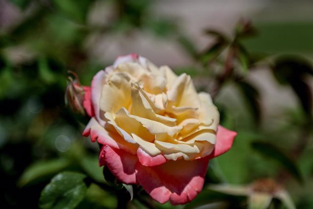 Rosa de color rosa y amarillo en una de las pérgolas de la Rosaleda del Parque del Oeste.
