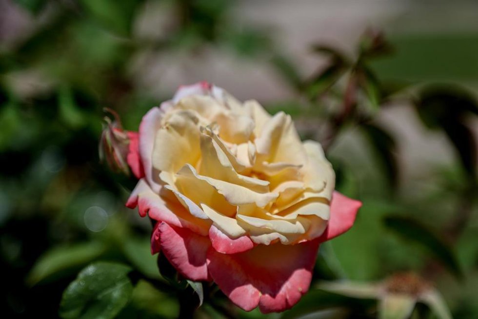 Rosa de color rosa y amarillo en una de las pérgolas de la Rosaleda del Parque del Oeste.
