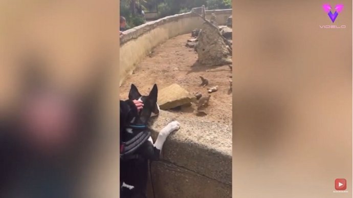 Este perro disfruta de un zoológico apto para perros
