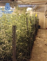 Desmantelada un cultivo 'indoor' de marihuana en una nave industrial de Leganés con casi 600 plantas