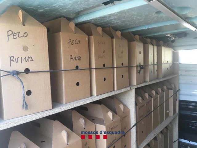 Imatge de la furgoneta en la qual els investigats traslladaven 57 galls de baralla mutilats a Girona