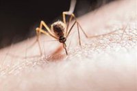 La OMS publica nuevas directrices para la quimioprevención y la administración masiva de fármacos contra la malaria
