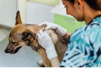 Los veterinarios alertan de que los cambios en el medio ambiente influyen directamente en la aparición de enfermedades